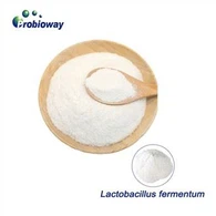 Lactobacillus Fermentum Hmoov